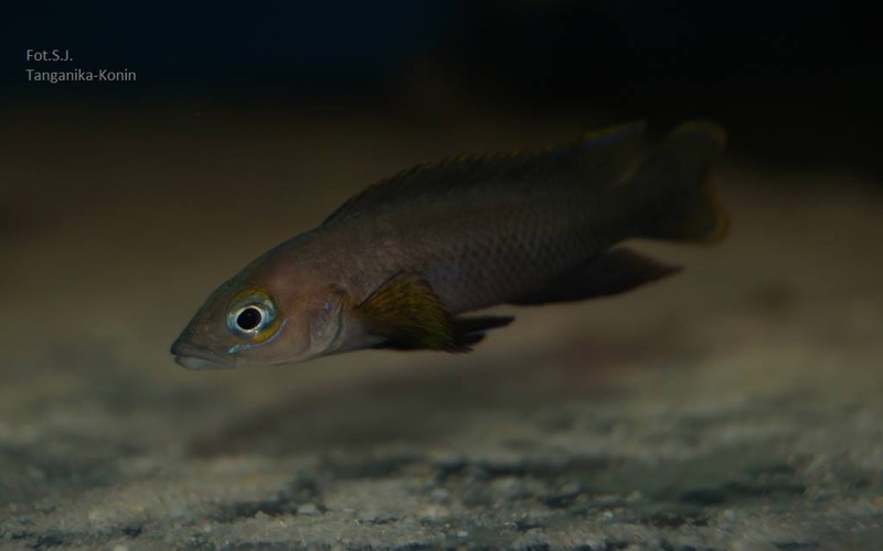 Neolamprologus pectoralis